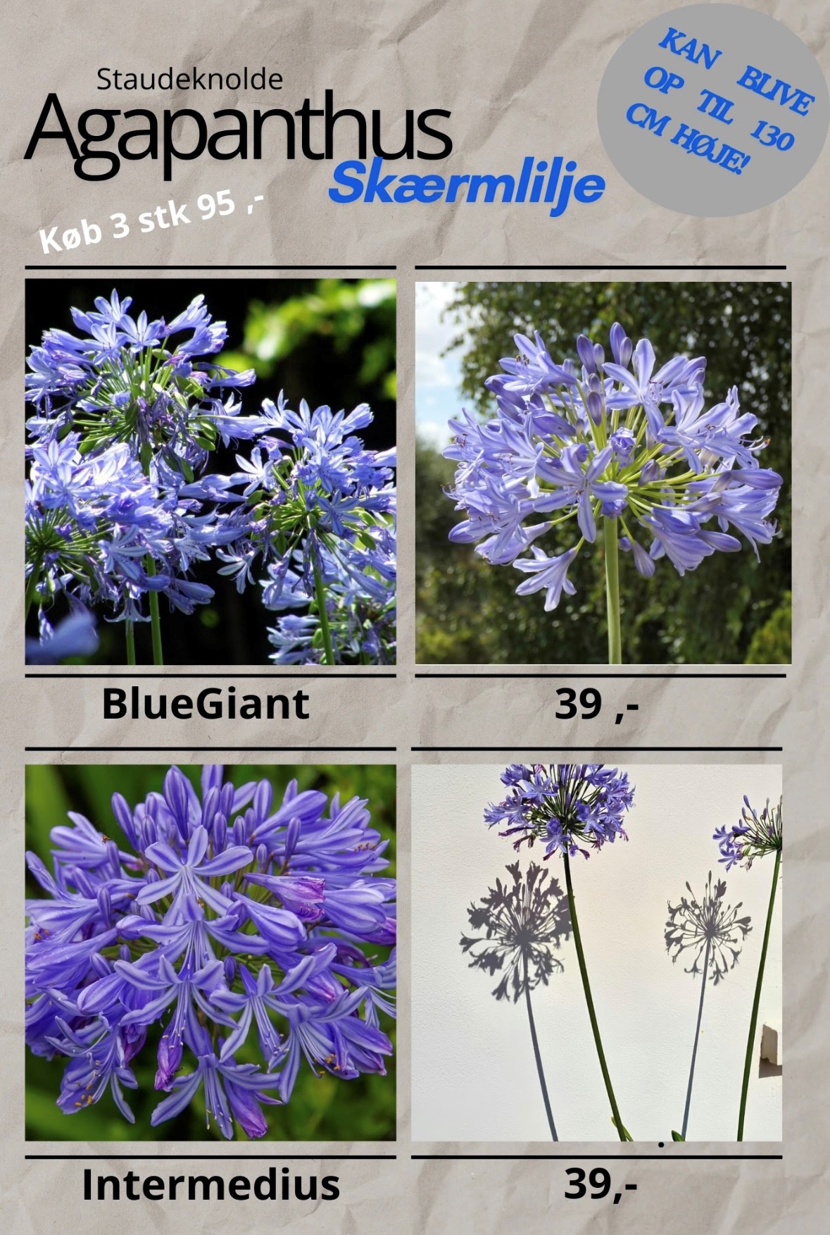KYST blomster lilla blomster blue giant pluk selv mark
